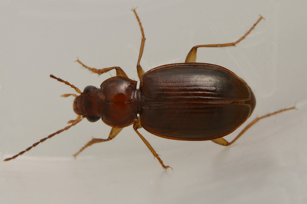 Ocys harpaloides (Carabidae)